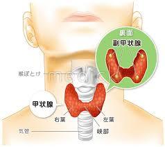 甲状腺の図説